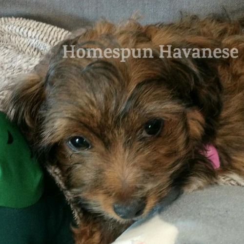 Havanese puppy close-up